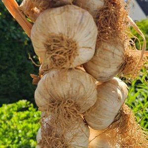 Knoblauchzopf