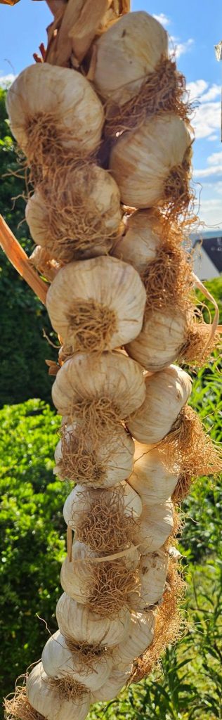 Knoblauchzopf